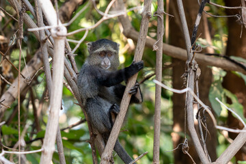 Cute black monkey sitting in shade on tree in forest during safari in tanzania lake manyara