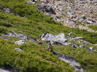 北アルプスの雷鳥