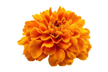 Single fresh marigold flower, bright petals fully opened, isolated on white background.