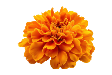Single fresh marigold flower, bright petals fully opened, isolated on white background.
