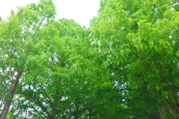 The trees boast vibrant green foliage