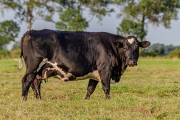 Schwarze Kuh auf einer grünen Wiese