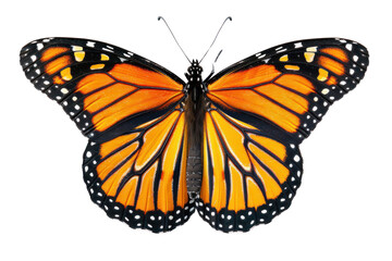 Fototapeta premium A fully spread monarch butterfly with intricate orange, black and white patterns, isolated on a white background.