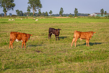 Süße Kälber auf einer grünen Wiese