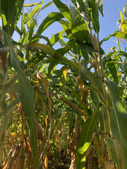 Golden Harvest: Cornfields at Their Peak