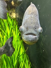 Pirate fish from the front