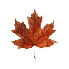 Fototapeta premium Detailed image of a vibrant red maple leaf showcasing its unique texture and autumnal beauty, perfect for seasonal themes.