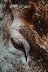 A close-up shot of a brown and white cow's face, ideal for agriculture or animal-related themes