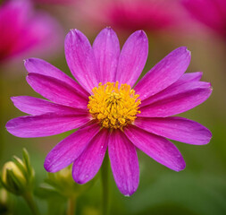 Fototapeta premium pink cosmos flower