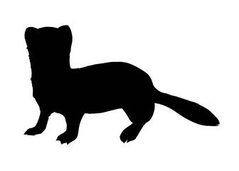 Silhouette image of ermine isolated 