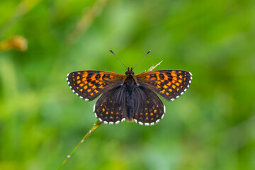 Obraz premium red butterfly on pink daisy, Transcaucasian fritillary, Melitaea caucasogenita