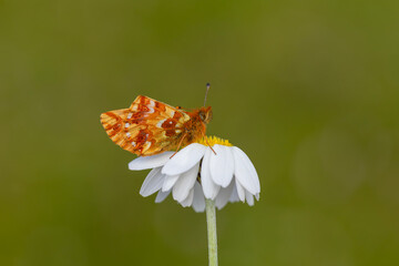 red butterfly perched on a daisy, Boloria caucasica