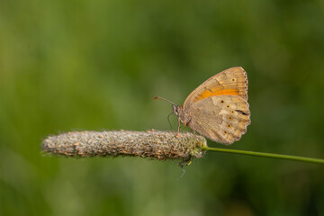 large butterfly feeding on spiky grass, Esperarge clymene