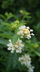 White Lantana Flowers in Full Bloom