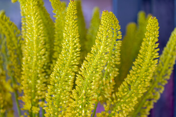 Selective focus of yellow green flowers bud of Eremurus stenophyllus in the vase, The narrow-leaved foxtail lily is a species of flowering plant in the family Asphodelaceae, Natural floral background.