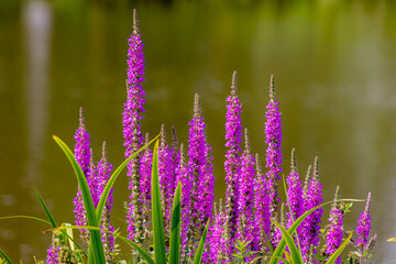 Selective focus of purple pink flowers in garden, Lythrum is a genus of flowering plants native to...