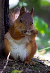 a red squirrel in a summer and autumn park. taken in close-up in a natural environment