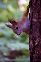 A red squirrel sits on a tree branch in a summer and autumn park and forest. taken in close-up in a natural environment