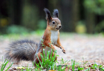 a red squirrel in a summer and autumn park. taken in close-up in a natural environment