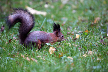 a red squirrel in a summer and autumn park. taken in close-up in a natural environment