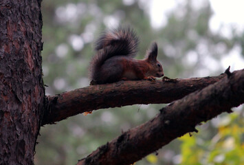 A red squirrel sits on a tree branch in a summer and autumn park and forest. taken in close-up in a natural environment