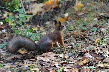 a red squirrel in a summer and autumn park. taken in close-up in a natural environment