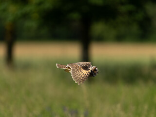 Junge Waldohreule im Flug