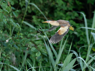 Zwergdommel (Männchen) im Flug