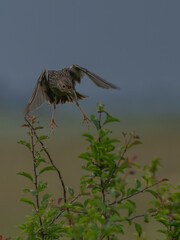 Grauammermännchen im Singflug