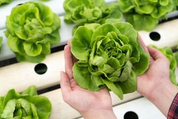 Farmer harvest farm products and fresh vegetables in greenhouse or organic farm for supply chain and delivery to customer hydroponic farm and agriculture for food supply