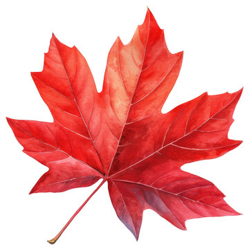 dry maple leaf in fall autumn leaves weather warm picnic vacation in park natural tree environment sadness aesthetic holidays oak golden outdoor red watercolor cilpart