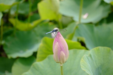 蓮の花にとまるトンボ © sinren Hasumi