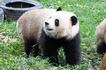 Close up Little Panda Bear in Chongqing, China
