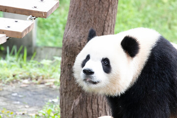 Close up Little Panda Bear in Chongqing, China