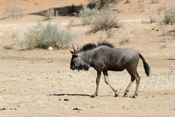 Wildebeest (Connochaetes taurinus) near Twee Riveren Samekomst, in the Kgalagadi Reserve, South Africa