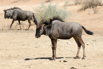 Wildebeest (Connochaetes taurinus) near Twee Riveren Samekomst, in the Kgalagadi Reserve, South Africa
