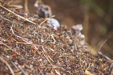 Anthill in a wild forest.