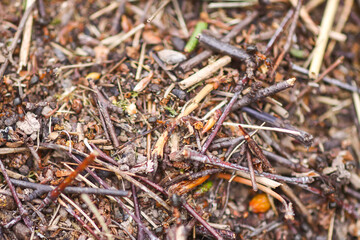 Anthill in a wild forest.