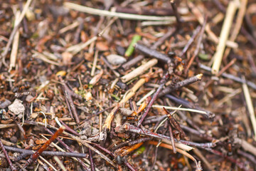 Anthill in a wild forest.