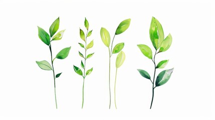 Fototapeta premium Watercolor Green Design Element. Clipart of Creeping Green Leaves