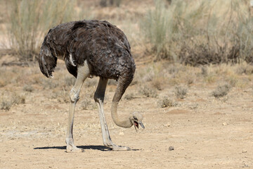 Female Southern Ostrich female feeding on seeds on the ground