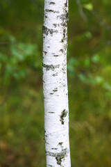 Birch tree bark close up. Forest tree in a wild nature in summer season.