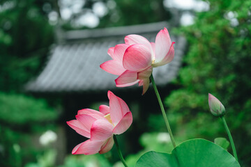 唐招提寺の美しい庭園