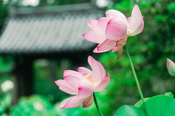 Obraz premium 唐招提寺の美しい庭園