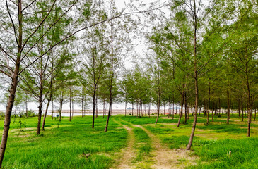 Green pine forest next to the sea. Pine forest, a natural place to relax.