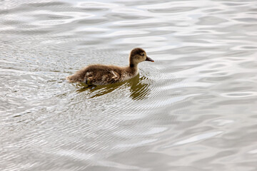 Ducklings, photographed from the side on the river Danube