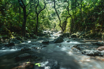 river in the forest