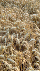 Golden cereal field with ears of rye, Close-up natural background