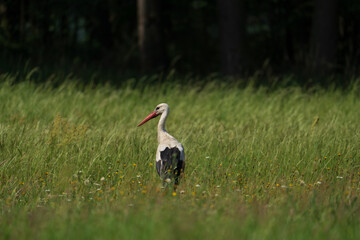 Stork in the meadow