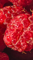 Fototapeta premium Raspberry berries. Autumn harvest. Making jam and sauce. Macro photography.
